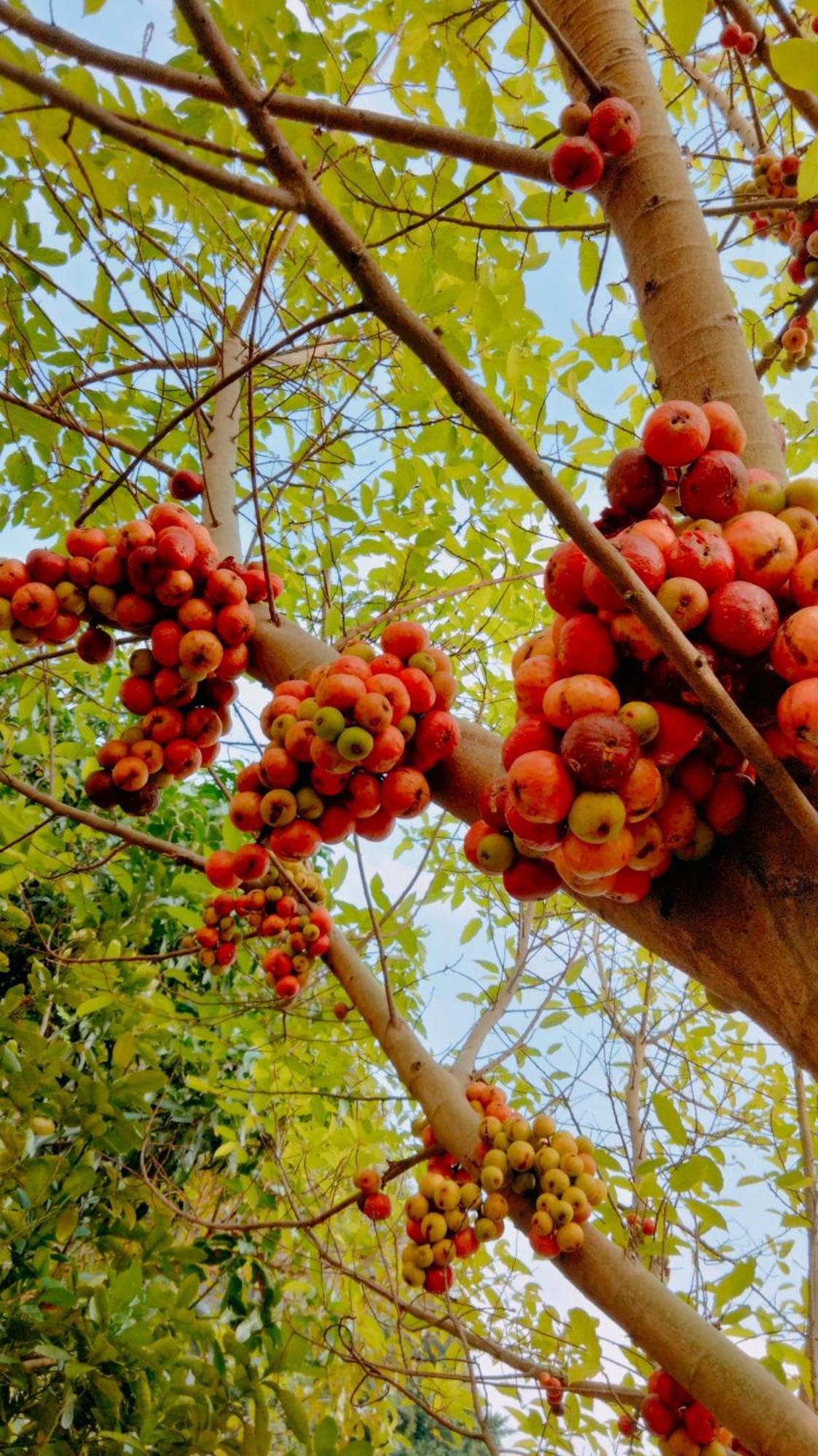 Hang Mua Eco Garden Xuan Son Екстер'єр фото