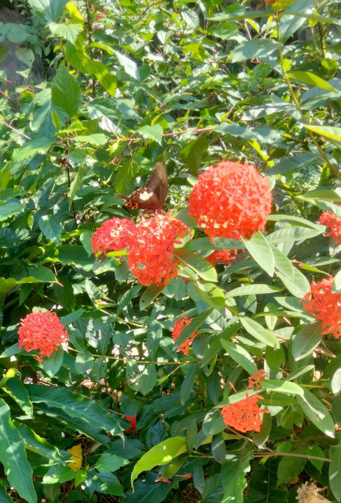 Hang Mua Eco Garden Xuan Son Екстер'єр фото