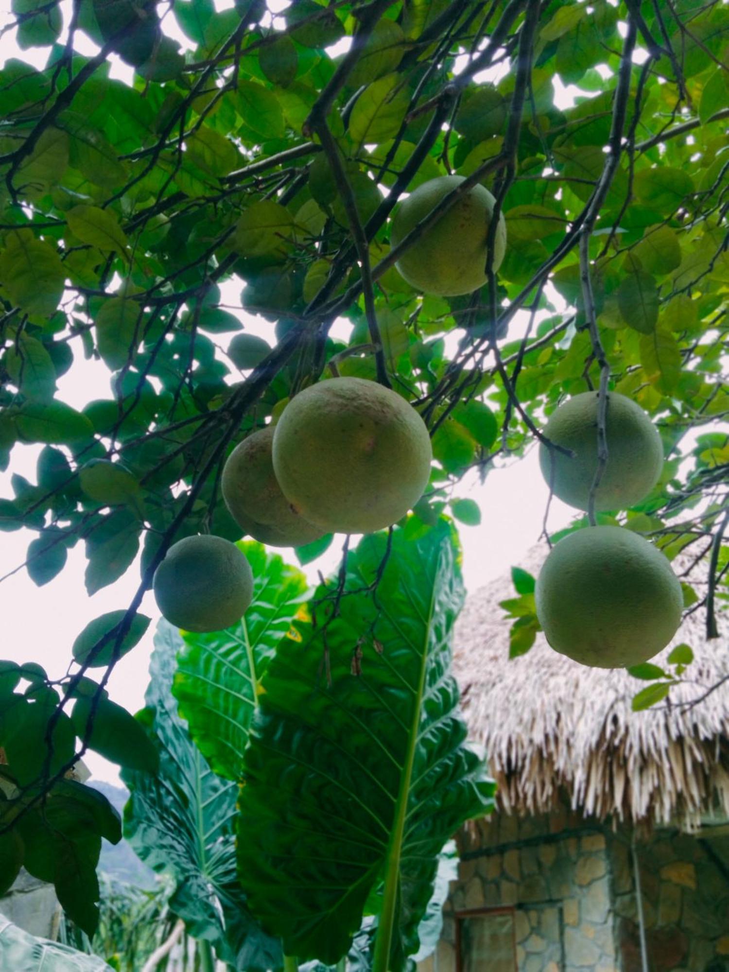 Hang Mua Eco Garden Xuan Son Екстер'єр фото